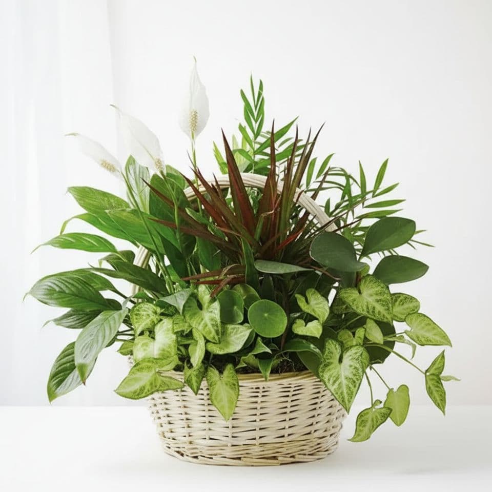 Basket Garden Collection Basket Garden Collection